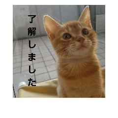 [LINEスタンプ] こねこのふくちゃん2