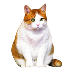 [LINEスタンプ] ネコのニコ ver.2