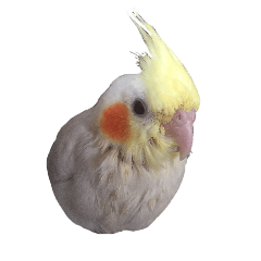 [LINEスタンプ] オカメインコのレモン