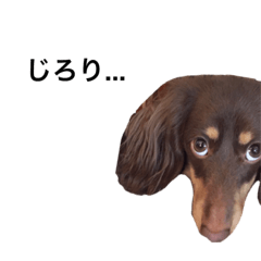[LINEスタンプ] わんこセリフ
