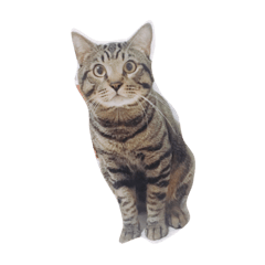 [LINEスタンプ] Miru cat