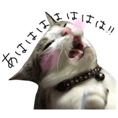 [LINEスタンプ] 三毛猫もんめ