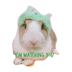 [LINEスタンプ] Cute rabbit beeboo apple