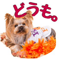 [LINEスタンプ] ヨーキーのトッポ君2