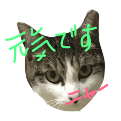 [LINEスタンプ] razusuta
