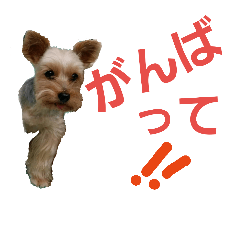 [LINEスタンプ] ヨーキー ハッチの日常 セブン