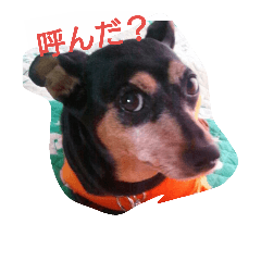 [LINEスタンプ] ミニピンファムと娘達