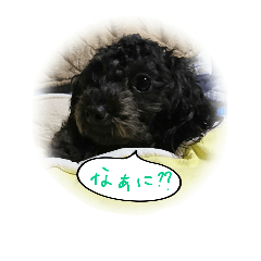 [LINEスタンプ] トイプードルのノヮル