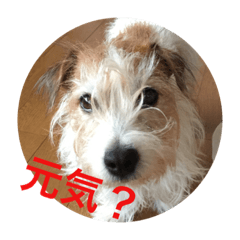 [LINEスタンプ] ジャックラッセルテリアのみっくん