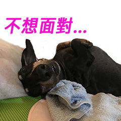 [LINEスタンプ] Happy Dog's Life2