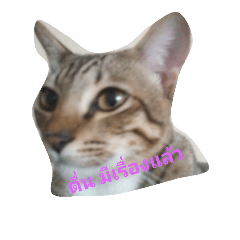 [LINEスタンプ] lovely thaicat