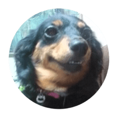 [LINEスタンプ] リリー犬2