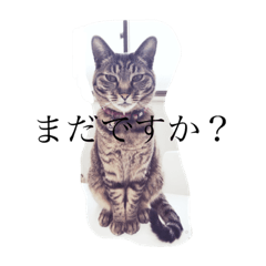 [LINEスタンプ] わがままニャ