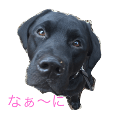 [LINEスタンプ] black Labrador Retriber max