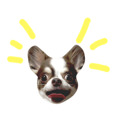 [LINEスタンプ] ココアと時々猫と兎