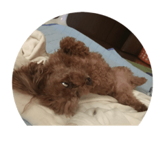 [LINEスタンプ] さくらの1日