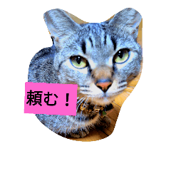[LINEスタンプ] my cat is dangerous