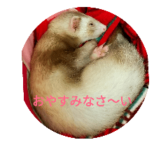 [LINEスタンプ] フェレットのマリちゃん