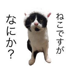 [LINEスタンプ] 実猫2