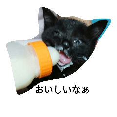 [LINEスタンプ] I lovecat