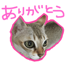 [LINEスタンプ] シンガプーラのこんな日もある