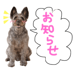 [LINEスタンプ] 看板犬リリーちゃん♪