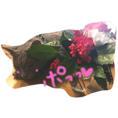 [LINEスタンプ] のんびりにゃん