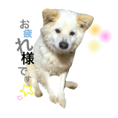 [LINEスタンプ] 阿部家のPet