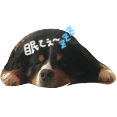 [LINEスタンプ] ジョイ君の日常