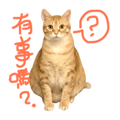 [LINEスタンプ] Yiyi Cat