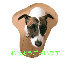 [LINEスタンプ] ジャックラッセルテリヤ
