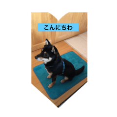 [LINEスタンプ] 豆柴犬 茶々丸＆あすか