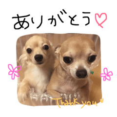 [LINEスタンプ] まめむー♡