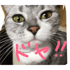 [LINEスタンプ] ジルぺこ(猫)