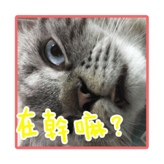 [LINEスタンプ] My Baby cats