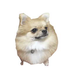 [LINEスタンプ] DogBella2