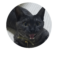 [LINEスタンプ] ねこのがんも