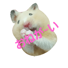 [LINEスタンプ] Hamster's Mr. Risu