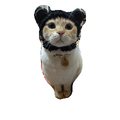 [LINEスタンプ] my cat su