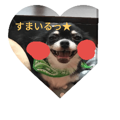 [LINEスタンプ] チワワスタンプ♡
