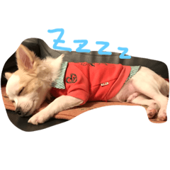 [LINEスタンプ] misumaidog