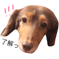 [LINEスタンプ] アズキちゃん