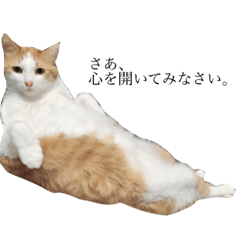 [LINEスタンプ] catcatcatcatcat.