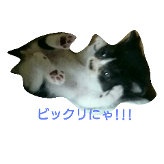 [LINEスタンプ] 子猫のアモちゃん