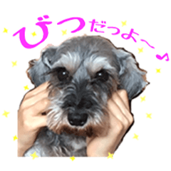 [LINEスタンプ] ミニチュアシュナウザーのコビィ
