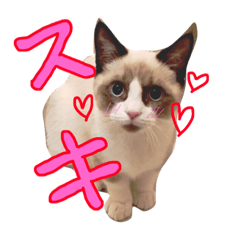[LINEスタンプ] こはくさんスタンプ