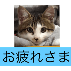 [LINEスタンプ] 千寿(ちず) ①の画像（メイン）