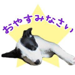 [LINEスタンプ] ブルテリアぷぅ