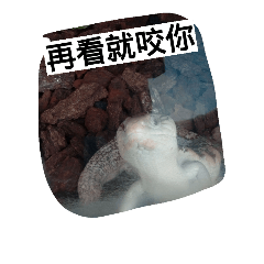 [LINEスタンプ] Animals Attack