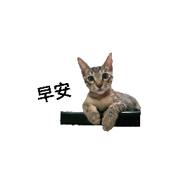 [LINEスタンプ] Cat.Haru